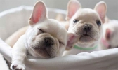 法国斗牛犬好养吗