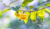 广西钦州“茶族皇后”金花茶花开迎新春