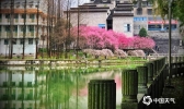 湖南湘西繁花争艳