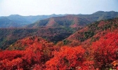 国内有哪些适合看红叶的地方