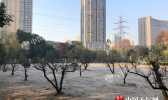 湖北未来三天晴朗升温 早晚较冷武汉昼夜温差可达16℃