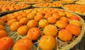 桂林有哪些特色水果 广西桂林特产