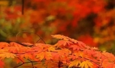 2019关西红叶季时间+观赏地点推荐