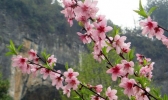 福州哪里有桃花