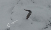 今明两天青海雪灾区将再现强降雪 救灾形势严峻