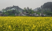 赏油菜花去哪儿比较好 中国哪里的油菜花好看