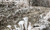 广西资源高寒山区现雨凇 植物被冰封