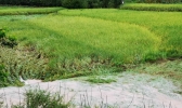 荣县遭遇暴雨袭击 农作物受损严重