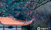 湖南株洲：梅花绽放 暗香浮动