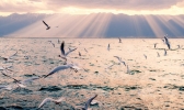 洱海什么时候有海鸥 大理洱海哪里能看海鸥