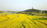 2019重庆潼南油菜花开了吗 2019潼南菜花节时间
