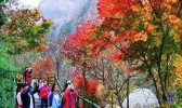 2019崂山九水红叶节时间+地点+活动介绍
