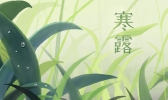 寒露种什么蔬菜适合