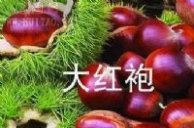 颜集大红袍板栗