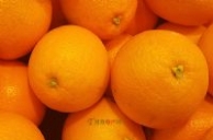 安西脐橙